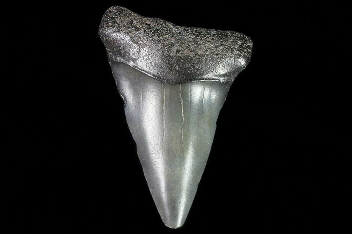 Fossil Mako Shark Tooth - Georgia #75238